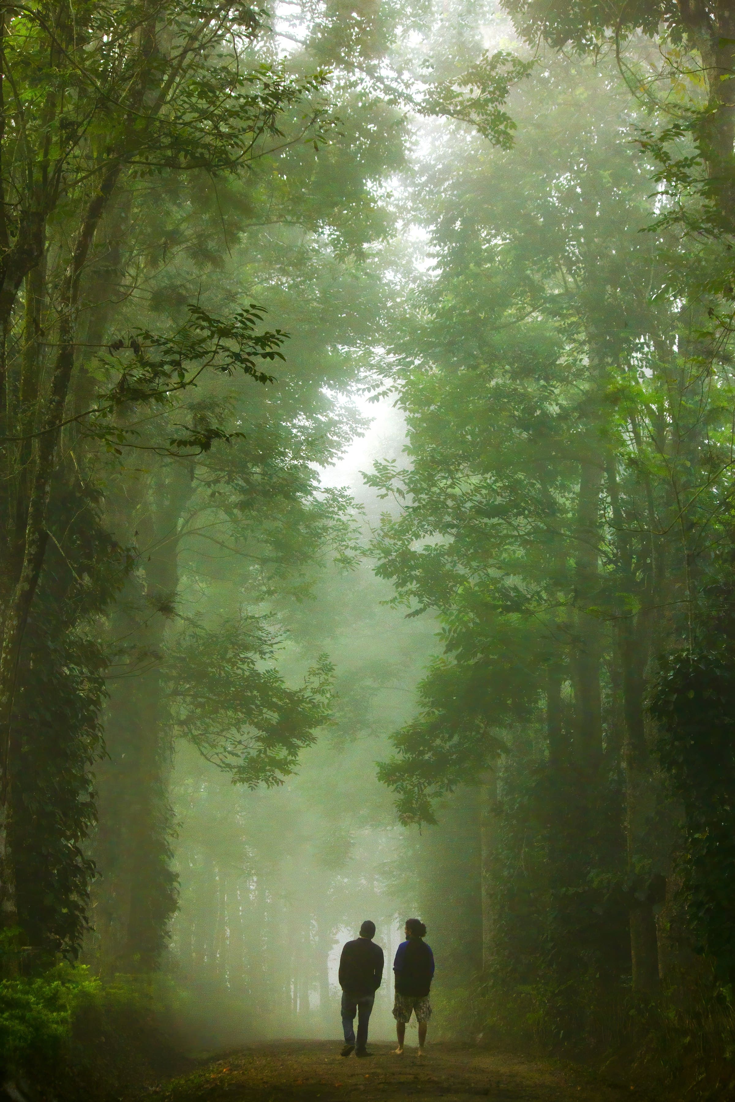 A misty forest road in the Western Ghats