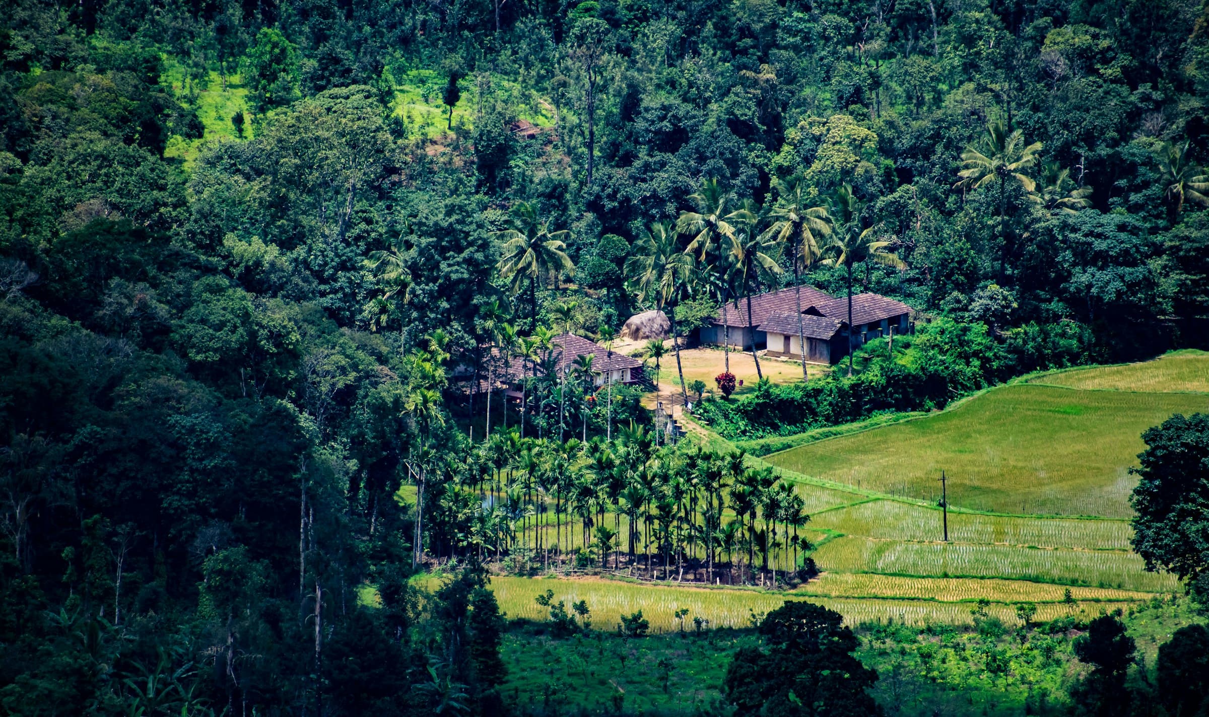 A house surrounded by palms and paddy fields
