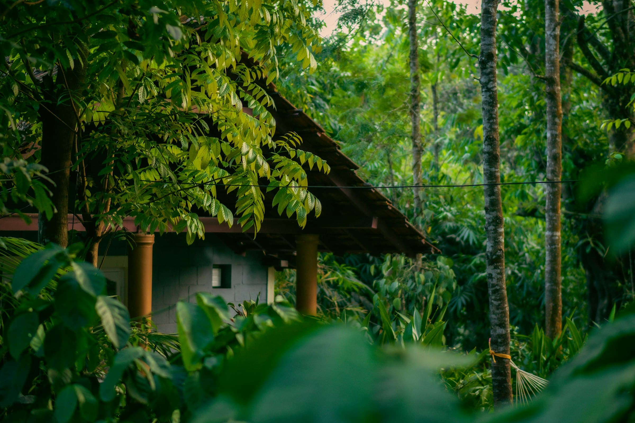 A thatched cottage among forest trees