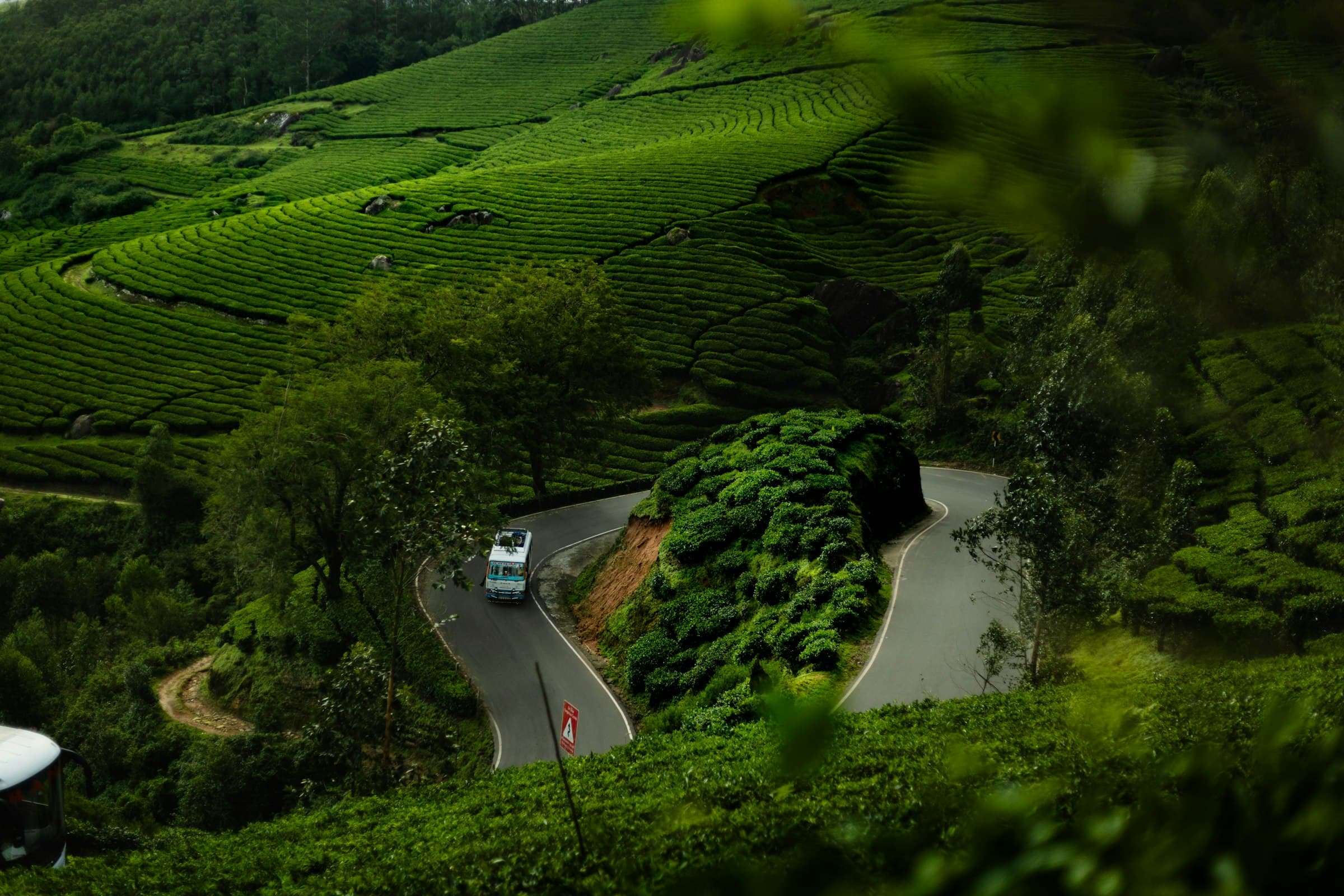 A road winding through tea estates